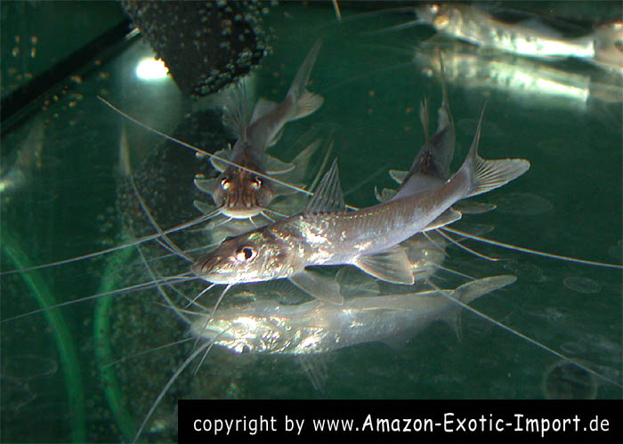 Megalonema platycephalum